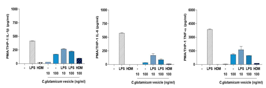 Corynebacterium glutamicum의 THP-1 세포에서의 작용과 LPS 작용 억제 효과