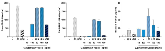 Corynebacterium glutamicum의 BEAS-2B 세포에서의 작용