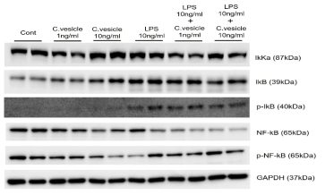 THP-1세포에서 C. glutamicum 유래 나노소포의 NF-kB 관련 신호전달 물질 변화양상 분석