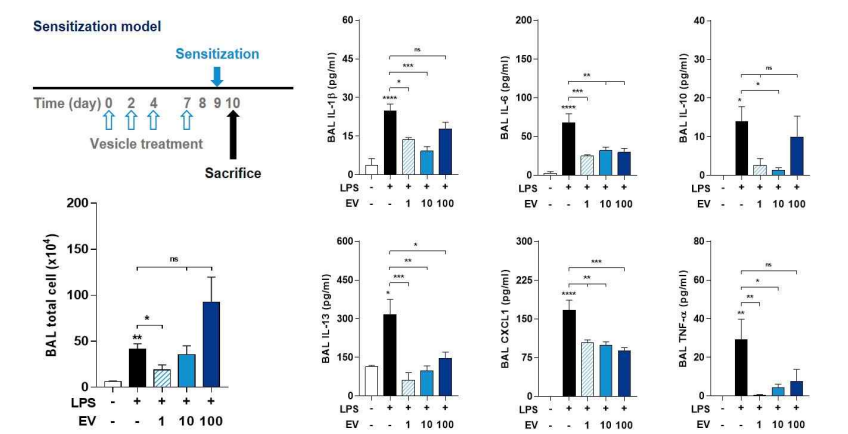 저용량 LPS로 유도된 기도염증 동물모델에서 C. glutamicum 유래 나노소포의 효과