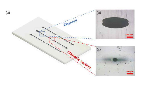 열팽창 원리를 이용하여 제작된 PDMS 마이크로 채널의 단면 사진