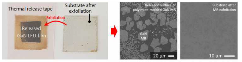 테이프 박리 공정 후, 박리된 GaN 마이크로 막대 어레이 필름과 웨이퍼의 사진 이미지 (좌측). 박리 후, GaN 마이크로 막대의 박리면과 웨이퍼 표면의 주사전자현미경 이미지 (우측)