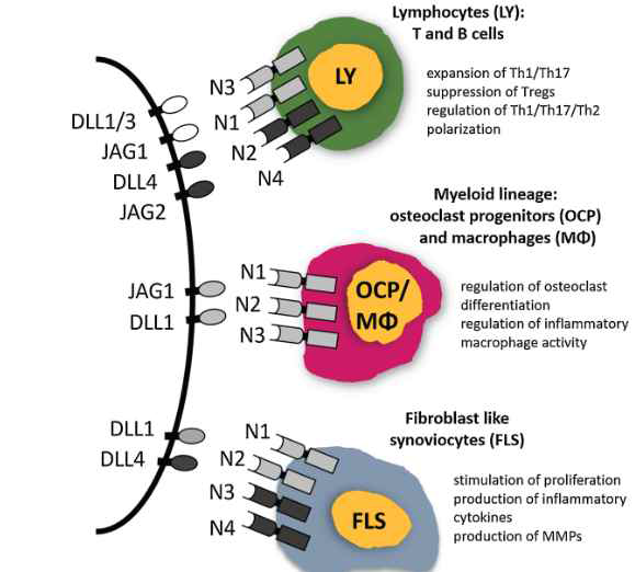 Notch ligand 및 receptor의 역할