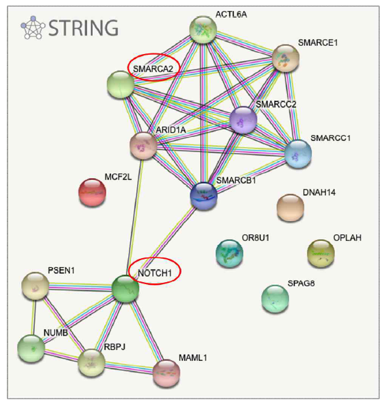 String DB를 통해 SMARCA2와 NOTCH1의 Neighbor를 목록화 하여 접근함