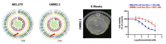 원발암 세포주 (MEL270)와 전이암 세포주 (OMM2.3) 간 유전적 특성 차이 (좌측). MYC 증폭이 진행된 전이암 세포주는 간 미세환경에서 더 쉽게 생존하며 (가운데), 항암제 (selumetinib)에 대한 내성을 가지고 있음 (우측)