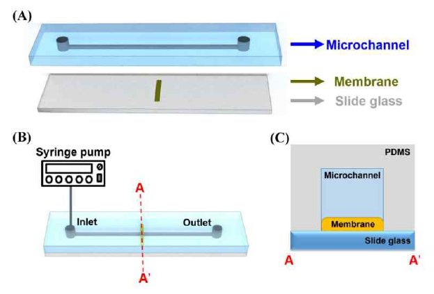 멤브레인의 이온 제거 기술 가시화를 위한 미세유체채널 제작