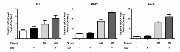 지방산 처리 및 간염 A형 바이러스 감염에 의한 염증 인자 발현 비교