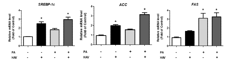 지방산 처리 및 간염 A형 바이러스 감염에 의한 lipogenesis 인자 발현 비교