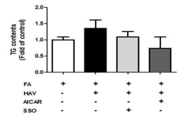 지방산 및 간염 A형 바이러스 처리에 따른 TG 함량