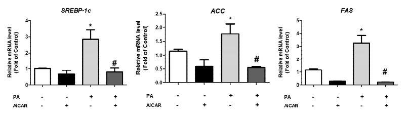 AICAR 처리에 따른 lipogenesis 유전자 확인