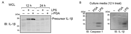 RAW264.7 cell에 γ-PGA(100 ng/ml), LPS(100 ng/ml) 처리시 IL-1β, caspase-1의 maturation 변화 측정. Culture media의 mature 단백질은 methanol-Chloroform 분리법을 통해 얻은 후 westernblot으로 측정하였음