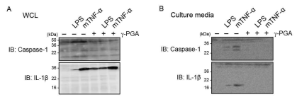 γ-PGA(100 ng/ml) 처리에 의한 IL-1β maturation 억제 효과. RAW264.7 cell에 γ-PGA를 12시간 처리한 이후 6시간 동안 LPS(100 ng/ml) 또는 mTNF-α(20 ng/ml)를 처리하여 세포 내외부 IL-1β, caspase-1의 maturation 변화를 westernblot으로 측정하였음