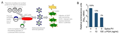 Spike-Pseudovirus를 활용한 γ-PGA의 SARS-CoV-2 entry 억제 효능 측정. 감염 24시간 후 cell lysate로 luciferase assay를 수행하여 바이러스 감염량을 측정하였음