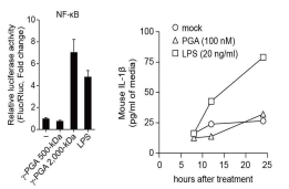 γ-PGA, LPS 처리시 각각의 염증성 사이토카인 발현 비교. IL-1β 발현량을 NF-kB reporter assay(좌측) 및 ELISA(우측)로 측정하였음