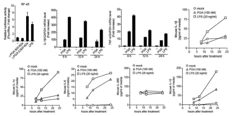 세포배양 모델에서 γ-PGA, LPS 처리시 염증성 사이토카인의 발현량 변화. RAW264.7 cell에서 NF-κB reporter model, IL-1β, TNF-α의 mRNA 발현량, 사이토카인 발현량을 24시간 내에 각각 측정하였음