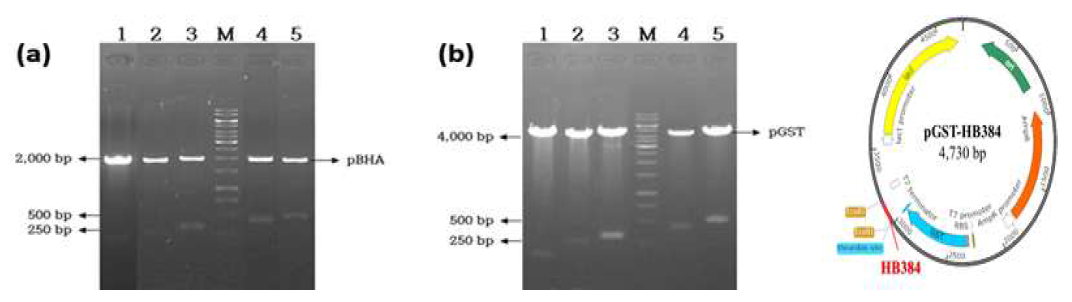 Gel electrophoresis result of recombinant peptide. (a) pBHA-HB384 treated by EcoRⅠ.Lane 1, pBHA and HB384; Lane 2, pBHA and HKAP; Lane 3, pBHA and LXAP; M, GeneRuler 1kb DNA marker; Lane 4, pBHA and HMAP; Lane 5, pBHA and BMAP (b) pGST-HB384 treated by EcoRⅠ. Lane 1, pGST and HB384; Lane 2, pGST and HKAP; Lane 3, pGST and LXAP; M, GeneRuler 1 kb DNA marker; Lane 4, pGST and HMAP; Lane 5, pGST and BMAP