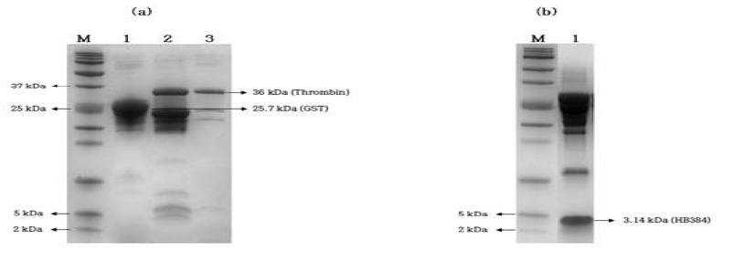 Purification, precipitation and SDS-PAGE of purified HB384. (a) Purification of thrombin treated recombinant HB384. M, Molecular weight protein marker; Lane 1, Elution fraction; Lane 2, Thrombin treated recombinant HB384; Lane 3. Flow through (b) Precipitation of HB384. M, Molecular weight protein marker; Lane 1, HB384