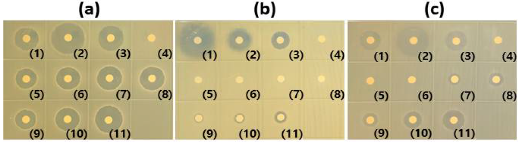 Antimicrobial activity of HB384 by concentration. Pathogens for antimicrobial activity test are (a) Bacillus subtilis, (b) Salmonella typhimurium and (c) Staphylococcus aureus. Controls are (1) Ampicillin, (2) Chloramphenicol, (3) Kanamycin and (4) Purification binding buffer. Concentrations are (5) 0.03 mg/ml, (6) 0.07 mg/ml, (7) 0.13 mg/ml, (8) 0.23 mg/ml, (9) 0.52 mg/ml, (10) 1.04 mg/ml and (11) 2.08 mg/ml of HB384