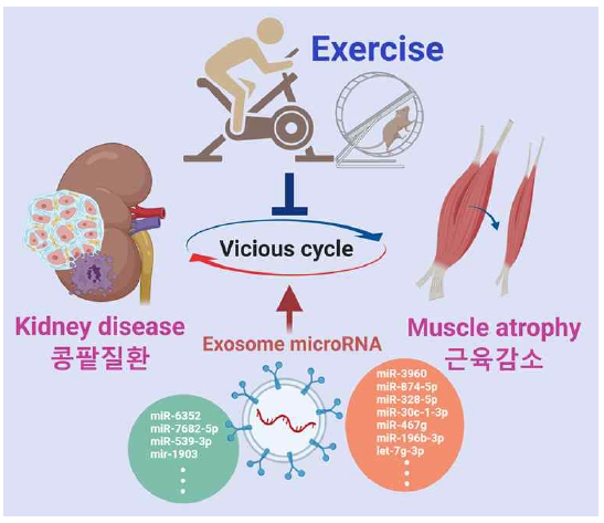 근육-콩팥 상호관계: 근육 EV/엑소좀 theory