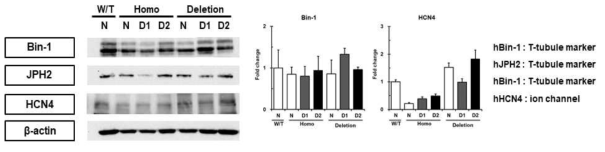 심근세포 분화 후 약물처리에 의한 T-tubule, ion channel 마커 비교 평가