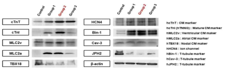 western blot을 통한 조건에 따른 심근세포 마커 발현