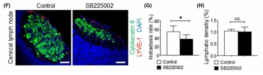 FaDu 세포주를 이용한 in vivo 전이 모델에서 CXCR2 억제제인 SB225002를 투여한 결과 원발종양의 성장에는 영향이 없는 반면에 림프절 전이는 통계적으로 유의하게 전이억제가 확인됨