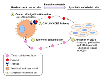 본 연구과제에서 규명된 두경부암과 림프관내피세포 상호작용의 핵심 단백질 및 신호전달체계 scheme