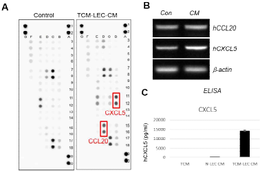 자극된 림프관 내피세포에서 분비된 화학주성인자에 대한 protein array 결과 CXCL5, CCL20의 발현이 증가해있음을 확인함 (A). Semi-quantitative RT-PCR를 통해서 확인한 결과 CCL20의 발현은 림프관 내피세포 배양액에서 증가하지 않았으나 CXCL5의 경우 대조군과 비교하여 크게 증가함으로 확인할 수 있었으며 이는 ELISA에서 protein level에서도 증명됨 (B and C)