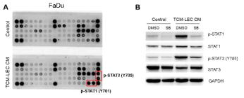 림프관 내피세포 분비인자로부터 FaDu 종양세포를 자극한 후 신호전달체계를 protein array로 screening하였을 때 phospho-STAT1, STAT3가 증가하는 것을 확인할 수 있었고 이는 western blot analysis에서도 재현되는 양상임