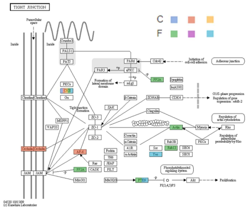 Tight junction KEGG pathway