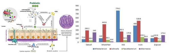 장관 내 프리바이오틱스의 이용 및 대사산물의 장내 환경 개선 기능(좌)과 프리바이오틱스 종류에 따른 미생물 이용성 차이(우)