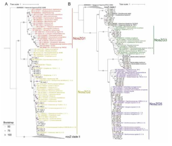 그룹별 nosZ 유전자 phlogenetic affiliation