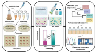 토양 DNRA 반응 균주의 분리/동정을 위한 high-throughput screening 방법 (14)