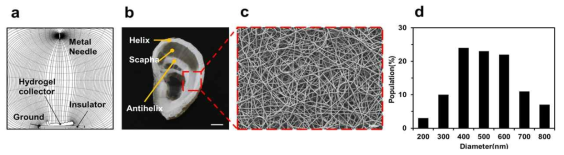 (a) 귀 연골 모양 하이드로젤 콜렉터의 전기장 시뮬레이션. (b) 하이드로젤 콜렉터 상 전기방사된 나노섬유 매트. (c) 나노섬유의 SEM 이미지. (d) 하이드로젤 콜렉터 상 나노섬유 두께 분포
