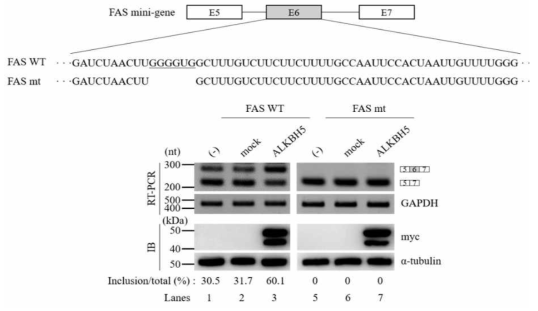 ALKBH5의 작용 서열 발굴을 위한 mutagenesis assay