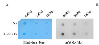 shALKBH5를 처리한 HEK293T와 NS의 mRNA를 이용한 m6A dot blot assay를 m6A antibody로 확인shALKBH5를 처리한 HEK293T와 NS의 mRNA를 이용한 m6A dot blot assay를 m6A antibody로 확인