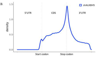 ALKBH5 KD의 hypermethylated m6A peak를 나타낸 metagene plot