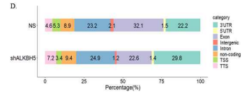 NS과 shALKBH5 KD의 gene distribution을 나타낸 horizontal stacked bar chart