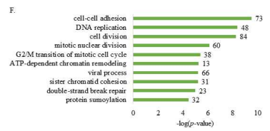 ALKBH5 KD의 hypermethylated gene을 이용한 GO analysis