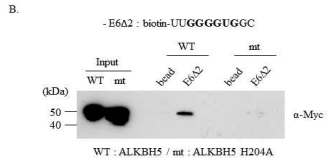 ALKBH5와 ALKBH5 H204A의 FAS E6∆2 RNA pull down