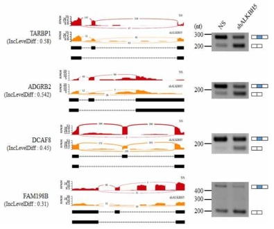 Sashimi plot과 RT-PCR을 통한 validation