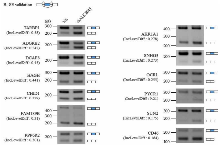 ALKBH5 KD 세포에서 SE events의 validation