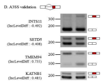 ALKBH5 KD 세포에서 A3SS events의 validation