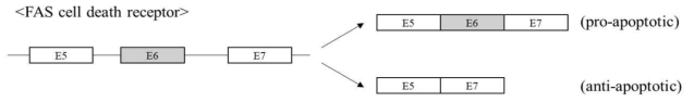 FAS 유전자의 RNA splicing 변화에 따른 기능