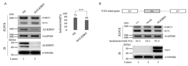 ALKBH5의 knock down 및 과발현에 의한 FAS 유전자의 RNA splicing 조절 검증