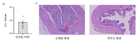 재발성 방광염 발생 생쥐의 병리학적 분석