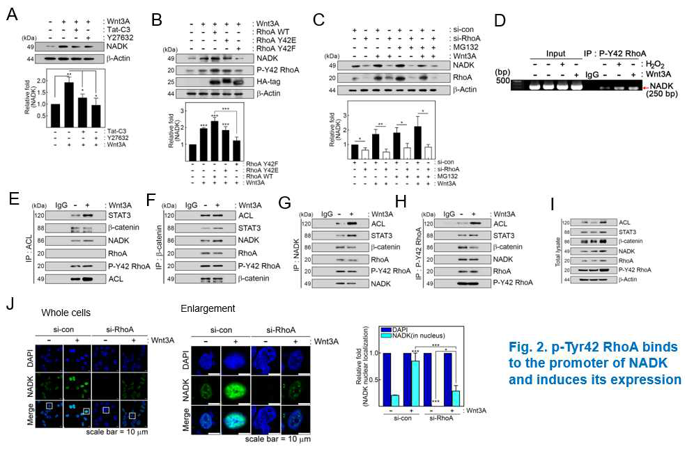 NADK는 RhoA의 promoter에 결합하여 RhoA의 발현을 조절함