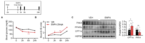 C57BL/6 마우스에 SGLT2저해제 empagliflozin 단회 경구투여 후 metabolic phenotype 관찰. 혈당감소, 케톤체 생성의 증가와 동시에 간 내 PAK4 발현 감소가 관찰됨. PAK4가 지방산산화 및 케톤생성을 조절할 가능성을 지지함