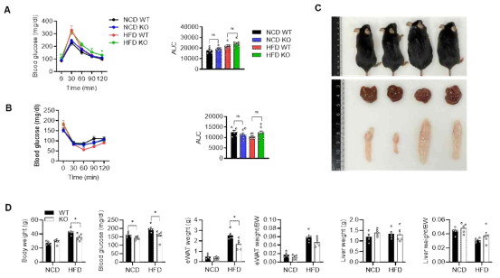 간 특이적 PAK4 KO 마우스를 16주간 고지방식이 사육했을 때의 metabolic phenotype