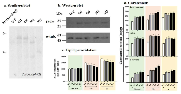 Ett-IbOr 형질전환체의 분자적 검증(a, b) 및 abiotic stress에 따른 생리적 특성(c) 및 카르테노이드 생산성(d) 비교. HL, 2000 μmol photons/m2/s; N-, 질소결핍; MDA, Malondialdehyde